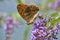 Orange butterfly aglaia Argynnis aglaja posed on a flower sucking nectar