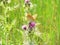 An orange butterfly with beautiful spotted wings sits on a purple flower in the meadow