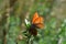 Orange butterfly biting at flower juice.