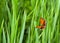 Orange butterfly with black dots scarce copper  Lycaena virgaureae, female  on a background grass in garden