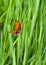 Orange butterfly with black dots scarce copper Lycaena virgaureae, female on a background grass in garden