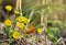 Orange butterfly with black dots scarce copper on yellow flowers coltsfoot  Tussilago farfara, tash plant, coughwort, farfara