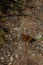 Orange butterfly with black dots sitting on ground with open wings