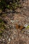 Orange butterfly with black dots sitting on ground with open wings