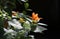 Orange butterfly on bright pink flowers