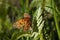 Orange Butterfly with Broken Wing