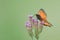 Orange butterfly on bunch of wild flowers