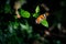 Orange butterfly in the darkness of forest