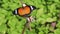 Orange butterfly on  dry twigs on green plant natural outdoor background
