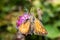 Orange butterfly in family Hesperiidae - European skipper - closeup