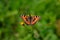 Orange butterfly on the flower, spreading wings.