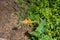 Orange butterfly in the forest