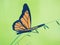 Orange Butterfly Graphic