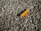 Orange Butterfly on Gravel