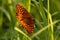 Orange butterfly in the green grass in golden hour time
