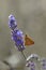 Orange butterfly Hesperiidae on lavender flower