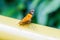 Orange butterfly iguazu