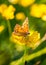 Orange butterfly on meadow buttercup ranunculus acris blossom in mountain meadow