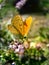 Orange butterfly on the mint flower