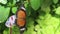 Orange butterfly  nature insect on green outdoor background