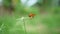 Orange butterfly over grass flower