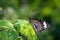 Orange butterfly perched leaves against a blurred green bokeh