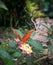 Orange butterfly perched on small white and pink flowers