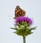 Orange Butterfly on Purple Thistle Flower with White Background Close Up Profile