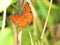 Orange butterfly with purplish flower