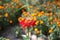 Orange butterfly on a red flower.  insect on the plant.  summer photos.  warmth and flowering flowers