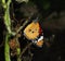 A orange butterfly rest on dry ivy with blur background