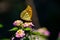 An orange butterfly resting on a flower in the sun, with a dark background