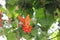 Orange butterfly, Shenandoah Mountains