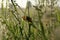 The orange butterfly Silver-bordered fritillary on a dewy meadow at dawn. Heavy dew on the fresh green grass