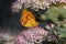 Orange butterfly siting on pink flowers