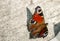 An orange butterfly sits on concrete during the summer day. Close-up