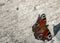 An orange butterfly sits on concrete during the summer day. Close-up