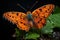 an orange butterfly sits on top of green leaves