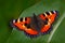 Orange butterfly Small tortoiseshell Aglais urticae, sitting on the green leave in the nature. Summer scene from the meadow. Beaut