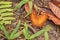 Orange butterfly on wet ground in rainforest