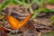 Orange butterfly on wet ground in rainforest
