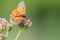 Orange butterfly on wild flower