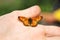 Orange butterfly in your hand