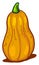 Orange butternut squash,illustration,vector