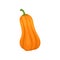 Orange butternut squash vector Illustration on a white background