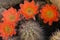 Orange cacti flowers blooming in spring sunshine in AZ desert.