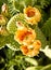 Orange Cactus Blossoms