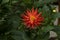 Orange cactus dahlia flower