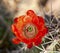 Orange Cactus Flower