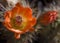 Orange cactus flower